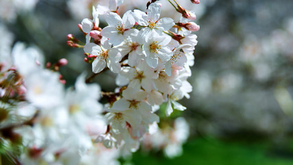 Cherry blossoms. White cherry flowers. Blooming trees.