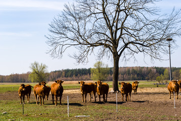 Rzeka Narew. Dolina Górnej Narwi. Wiosna na Podlasiu, Polska © podlaski49