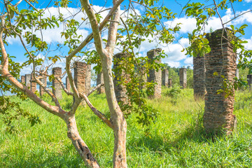 Ruínas em meio a vegetação