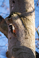 portrait of a black and white woodpecker sitting on a tree