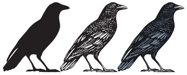 Set of three hand-drawn black birds isolated on white background. Raven, crow, rook or jackdaw. Vector illustration in retro style.
