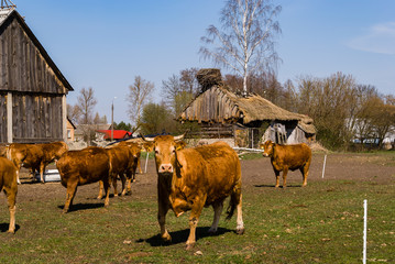Rzeka Narew. Dolina Górnej Narwi. Wiosna na Podlasiu, Polska © podlaski49