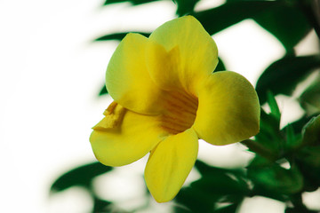 yellow orchid flower