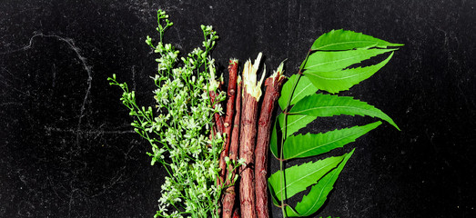 Neem leaves with neem flowers and neem sticks.black isolated background, Azadirachta indica A branch of neem tree leaves.