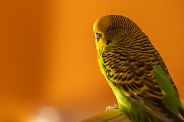 Closeup of a Budgerigar male in the home interior in the evening against an orange wall background.