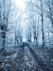 winter, snow, tree, cold, forest, landscape, road, nature, white, trees, frost, ice, park, path, season, snowy, weather, blue, sky, scene, woods, frozen, wood, day, outdoor
