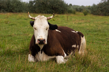 Rural cows graze on a green meadow. Rural life. Animals. agricultural country