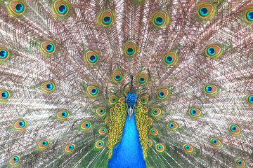 Obraz premium beautiful indian peacock with peacock feathers in the peacock's tail