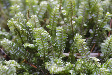 Plagiochila asplenioides, known as  Greater Featherwort moss