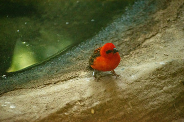 Roter kleiner Vogel in der Nahaufnahme