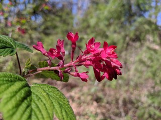 Close up of red flowers on a currant bush, with bright spring colors in the background