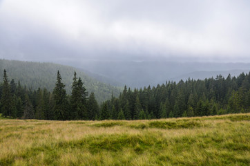 Morning fog and cloud mountain pine forest landscape, overcast sky before storm. Carpathian, Ukraine. Beauty world.