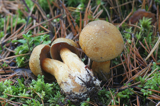 Suillus variegatus, known as the velvet bolete or variegated bolete, wild mushroom from Finland
