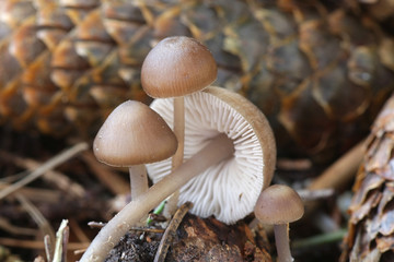Mycena plumipes (syn. Mycena strobilicola), a bonnet growing from spruce cones, wild mushroom from...