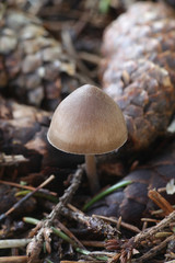 Mycena plumipes (syn. Mycena strobilicola), a bonnet growing from spruce cones, wild mushroom from...