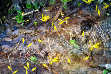 Spring water with yellow petals in the forest on sunny day in springtime