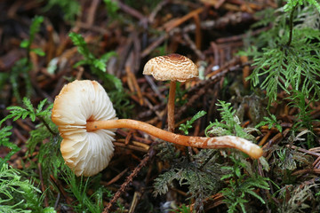Lepiota castanea, commonly known as the chestnut dapperling, a poisonous mushroom from Finland