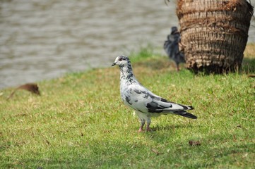 Close-up Of Pigeon Perching On Grassy Field By Lake