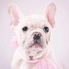 Cute French Bulldog puppy wearing pink scarf