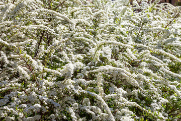 Hawthorn bushes bloomed in huge sprays of white flowers in city courtyards and gardens in may.