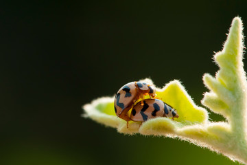 Macro ladybug is breeding on a leaves, Selective focus
