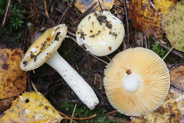 Russula vitellina, sometimes known as the golden brittlegill, wild mushroom from Finland
