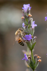 Bee on Lavender