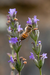 Bee on Lavender