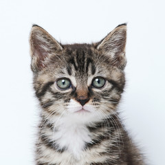 Chinese Li Dragon kitten looking at the camera