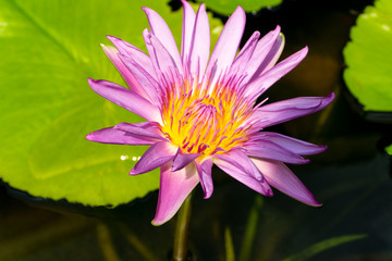  close up of pink lotus flower