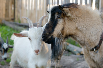 Portrait of a purebred brown and white domestic goat on a farm