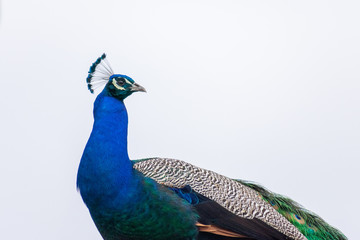 Obraz premium Peacock