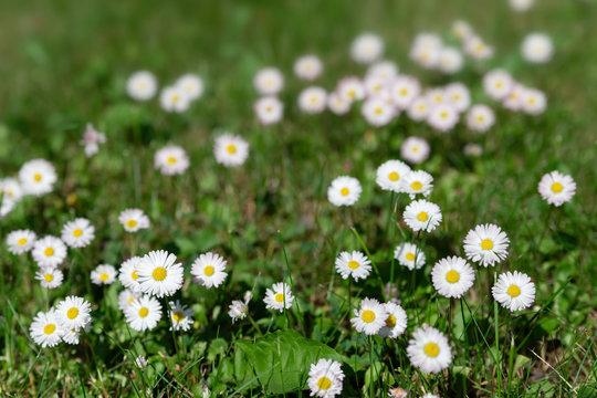 white daisy flowers in green grass