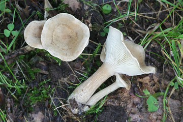 Ampulloclitocybe clavipes, known as the club-foot or club-footed clitocybe, wild mushrooms from Finland