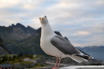 bird, sea, animal, Norway, nature, seagull, portrait, 