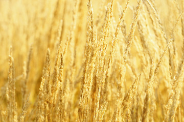 Fototapeta premium Meadow dry golden grasses, agricultural field, natural nature background