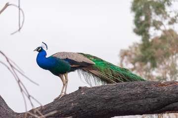 Peacock