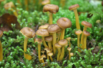 Craterellus tubaeformis (formerly Cantharellus tubaeformis), known as yellowfoot, winter mushroom, or funnel chanterelle