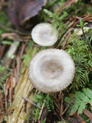 Clitocybe pruinosa, a mushroom from Finland with no common english name