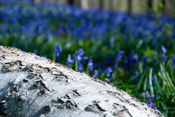 Blue forest landscape and close up with trees and blue flowers in sunny weather during spring time