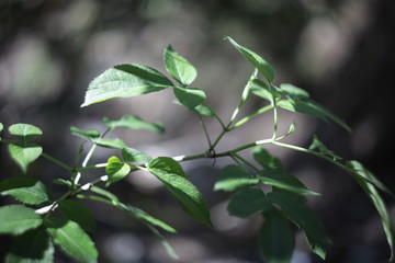 young plant in the water