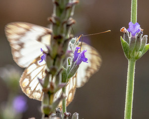 Butterfly on Lavender