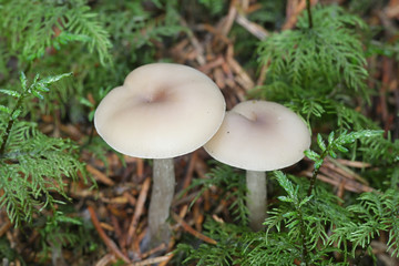 Clitocybe fragrans, known as Fragrant Funnel, wild mushroom from Finland