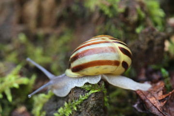 Cepaea hortensis, known as garden banded snail or white-lipped snail, photographed in March in Finland