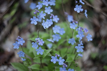 forget me not flowers