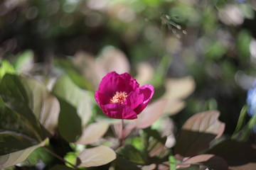 pink tulip flower