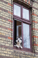 The dog looks out the window, quarantined during the virus.