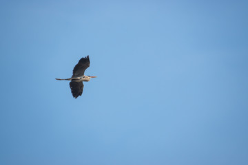 Great Blue Heron in Flight in Springtime