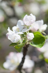Apple blossoms over blurred nature background. Spring flowers. Spring Background with bokeh