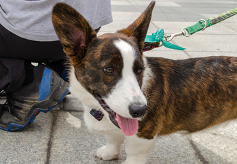 Wroclaw, Poland -  September 8 2019: Dog  parade Hau are you? White and brown Welsh corgi pembroke...